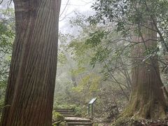 -天目山大树王景区