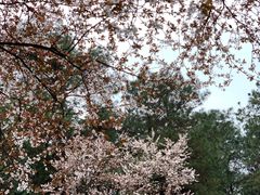 -铁山坪森林公园