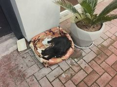 -憶廟街 X 沙角邨(太古城店)
