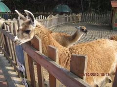 -大连森林动物园