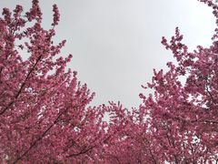-羊山湖公园
