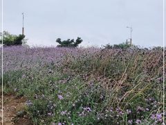 -西京湾花海