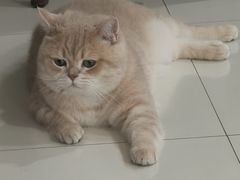 -欣宠猫屋·矮脚拿破仑·蓝金金渐层