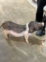 -Zoolung Zoolung动物主题公园(海信广场店)