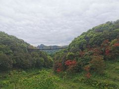 -贵州百里杜鹃风景名胜区