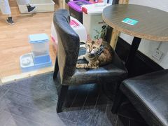 -猫色咖啡·猫咖