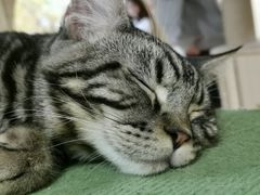 -猫和宫(六道口店)