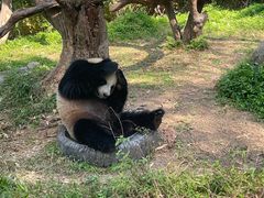-广州长隆野生动物世界