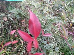 -白塘生态植物园