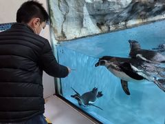 -帝企鹅自助餐厅•儿童岛•真企鹅(长隆企鹅酒店)