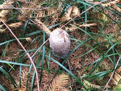 -黄海国家森林公园