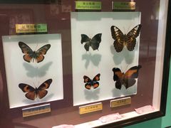 -上海昆虫博物馆