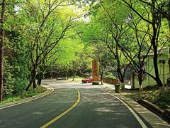 -铁山坪森林公园