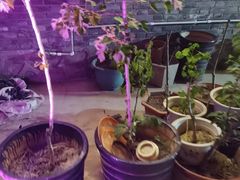 -梨木台悦来客农家院