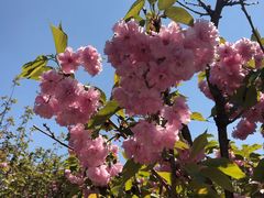 -长白岛森林公园