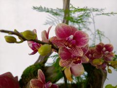 -杭州植物园