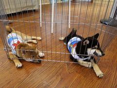 -豆柴町-柴犬主题狗咖(红鼎国际C座店)