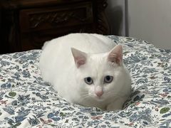 -艾贝尔宠物医院·24H转诊中心·肿瘤猫专科(江宁双龙店)