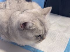 -瑞派福兴宠物医院犬猫全科·骨科·中西医结合(河东店)