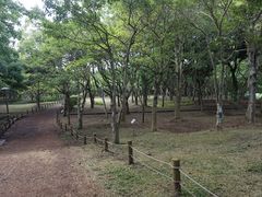 -汉拿树木园