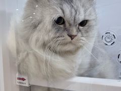 -小呆的宠物店·宠物售卖·宠物寄养(城西店)