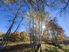 -塞罕坝国家级自然保护区