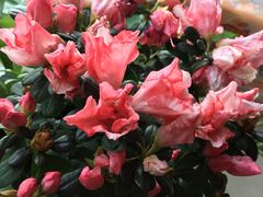 -金科花卉市场