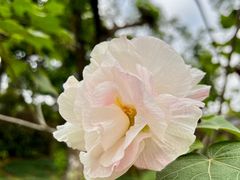 -广州神农草堂中医药博物馆
