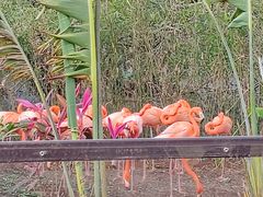 -海南热带野生动植物园