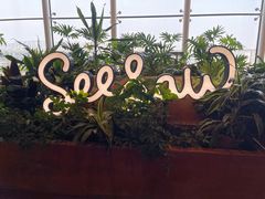 -Seesaw Coffee(朝阳大悦城店)