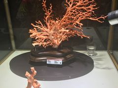 -东海珊瑚博物馆