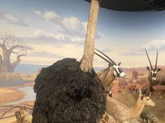 -陕西自然博物馆