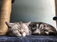 -八公叔叔宠物美容连锁(春申店)