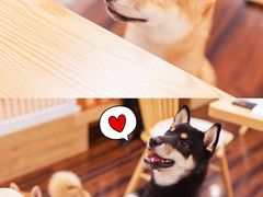 -豆柴町-柴犬主题狗咖(红鼎国际C座店)