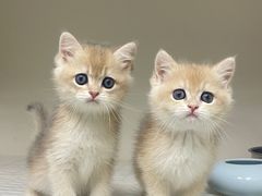 -lincat·猫舍(广州店)