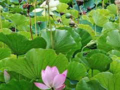 -莲花池公园
