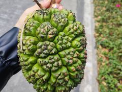 -东澳岛