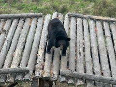 -黑瞎子岛探秘野熊园