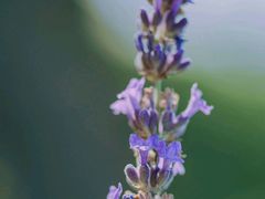 景点-北京东方普罗旺斯薰衣草庄园