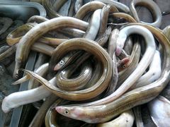 -山东八大碗山东老字号