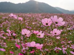 -径山花海