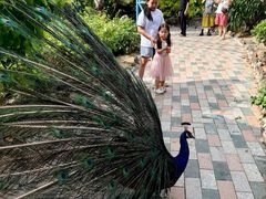 -芽庄珍珠岛游乐园