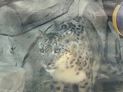 -青藏高原野生动物园