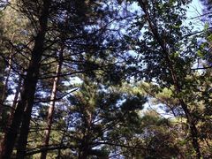 -帽儿山国家森林公园