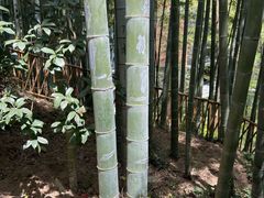 -东明山森林公园
