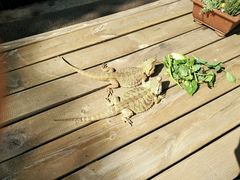 晒太阳-告庄西双景