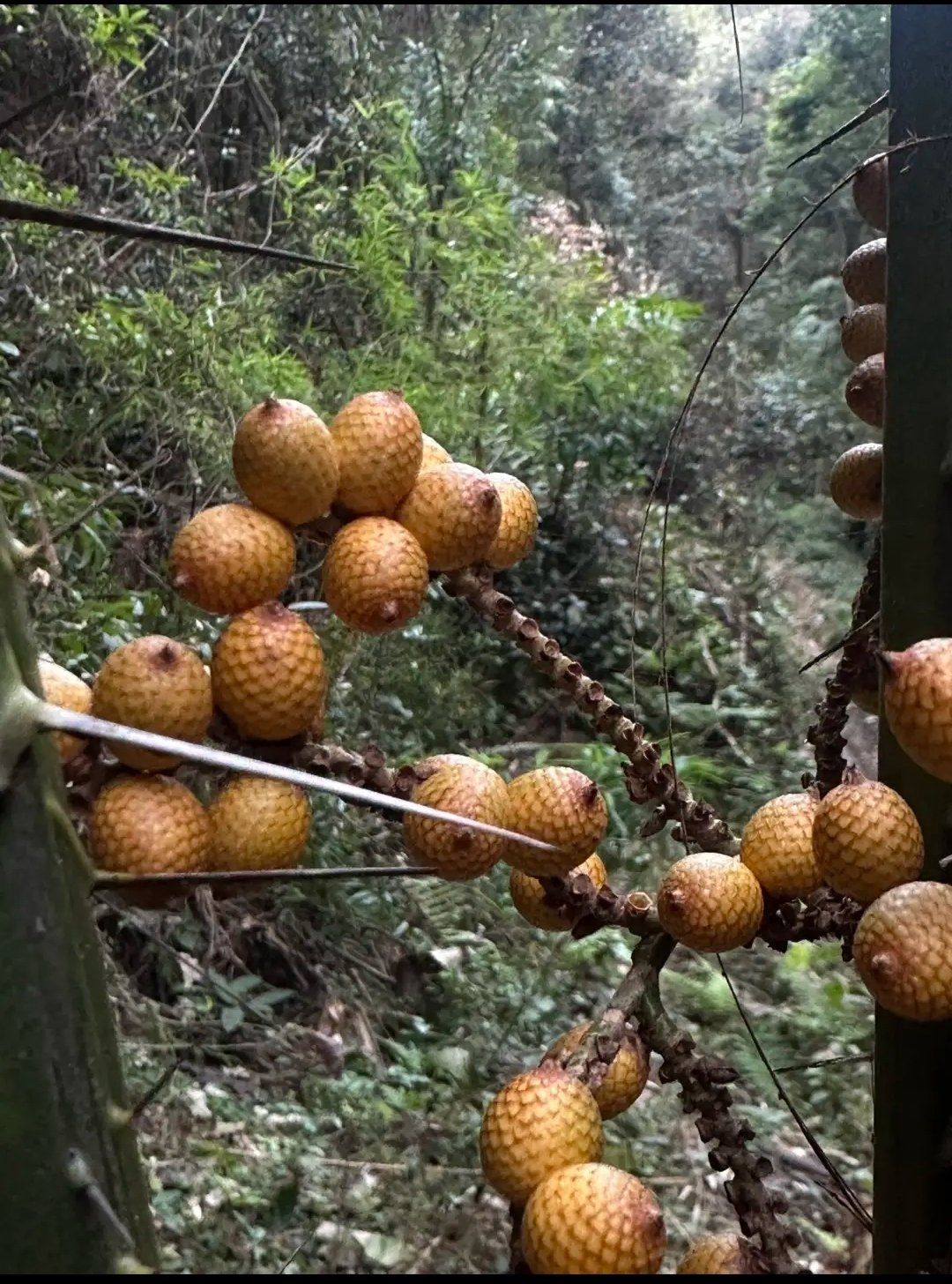 这种果子应该没啥人知道吧