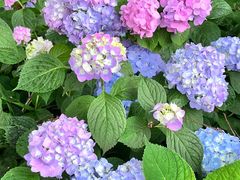 -西湖风景区-江洋畈生态公园