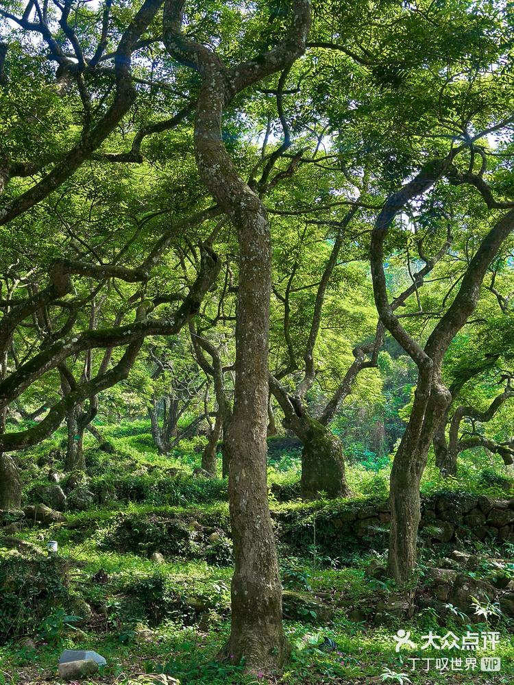 榄核绿村图片