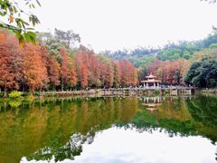 -深圳仙湖植物园